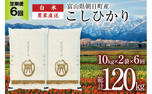 【6ヶ月定期便】米 20kg 精米 計120kg  [有限会社 クリーンみず穂 富山県 朝日町 34310357] お米 コシヒカリ コメ ご飯 ごはん 白米 農家 直送 一等米 1419733 - 富山県朝日町