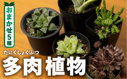 足立さんの 多肉植物 おまかせ 5種