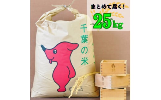 吉田米屋イチオシ!白米25kg つやつや館山産コシヒカリ1等米【1521967】 1420397 - 千葉県館山市