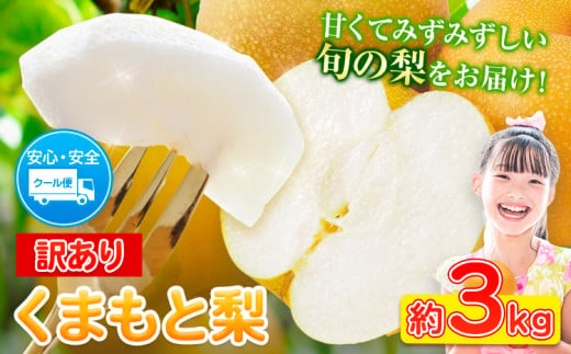 先行予約 くまもと 梨 訳あり 熊本県産 約3kg 4～15玉 フルーツ 予約 秋 旬 クール便 《2024年8月末旬-10月中旬頃より出荷予定》 SDGs 梨 先行予約 なし 果物 デザート ギフト お中元 ご贈答 旬の果物 豊水梨 あきづき 新興梨 1421774 - 熊本県山江村