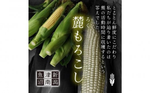 衝撃の甘さ！ 朝採りとうもろこし 『 麓もろこし 』 2Lサイズ 12～14本 - 新潟県津南町｜ふるさとチョイス - ふるさと納税サイト