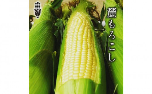 衝撃の甘さ！ 朝採りとうもろこし 『 麓もろこし 』 2Lサイズ 12～14本 - 新潟県津南町｜ふるさとチョイス - ふるさと納税サイト