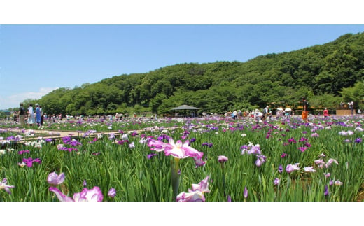 flower～花をちりばめて～【1290799】 / 東京都東村山市 | セゾンのふるさと納税