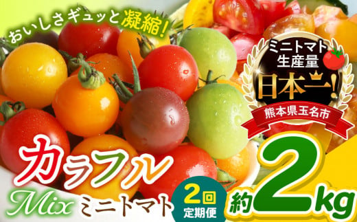 【 定期便 2回 】 ミニトマト 生産量 日本一 玉名市 !! カラフル ミニトマト 約 2kg （ ミックス ） サザキ農園   | 野菜 トマト ミニトマト 熊本県 玉名市 定期便