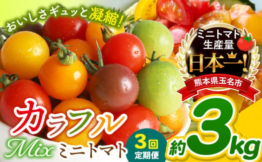 【 定期便 3回 】 ミニトマト 生産量 日本一 玉名市 !! カラフル ミニトマト 約 3kg （ ミックス ） サザキ農園    | 野菜 トマト ミニトマト 熊本県 玉名市 定期便 1457769 - 熊本県玉名市