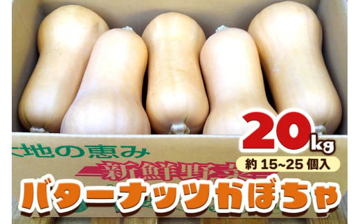 バターナッツかぼちゃ 20kg [数量限定／期間限定] 9月初旬より順次発送｜南瓜 カボチャ 産地直送 農家直送 野菜 甘楽町産 群馬県産 吉田農場 [0215] 1423124 - 群馬県甘楽町