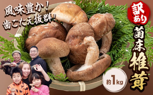 椎茸 きのこ 訳あり 菌床椎茸 1kg サイズ未選別 motochi農園《11月上旬-3月中旬に出荷予定(土日祝除く)》 岩手県 九戸村 野菜 岩手県産 国産 お取り寄せ 送料無料 大きい 不揃い シイタケ 山盛り 干し椎茸 肉厚 出汁 煮物 鍋 茶碗蒸し 1545810 - 岩手県九戸村