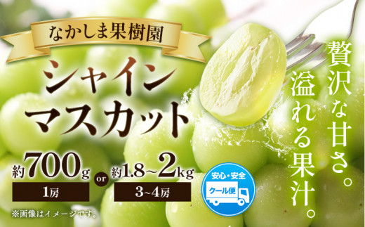 シャインマスカット 約700g ( 1房 ) または 約1.8kg 〜 約2kg ( 3〜4房 ) マスカット ぶどう 葡萄 フルーツ 果物 旬 なかしま果樹園 [8下月旬-9月末頃出荷] 熊本県 荒尾市 ギフト