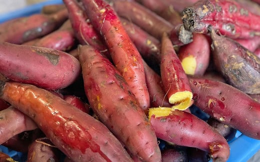 静岡県菊川市 個包装で食べやすい干し芋 （べにはるか 5枚入り×10袋） 150g×10袋 計1500g 【2024年11月下旬より発送予定】 干し芋  ほしいも 小分け 紅はるか さつまいも 袋 - 静岡県菊川市｜ふるさとチョイス - ふるさと納税サイト