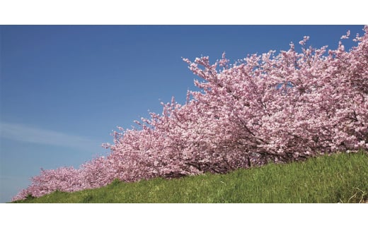 栃木県小山市のふるさと納税 おやまくま春夏秋冬ボックスティッシュ　60箱(5箱入り×12セット)(1箱150組(300枚))【1093660】