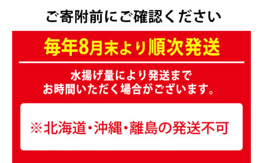 鹿児島県東串良町のふるさと納税 【0303202a】＜訳あり＞朝獲れ発送！鮮魚問屋が厳選した氷締め伊勢海老(2尾・総量1kg以上)えび 魚介類 海鮮 刺身 塩焼き【江川商店】