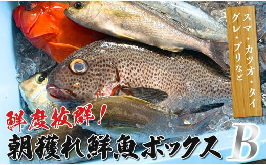 鮮度抜群！朝獲れ鮮魚ボックスB 1422426 - 高知県大月町