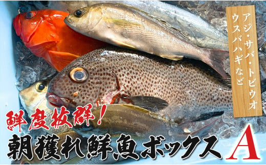 鮮度抜群！朝獲れ鮮魚ボックスA 1422425 - 高知県大月町