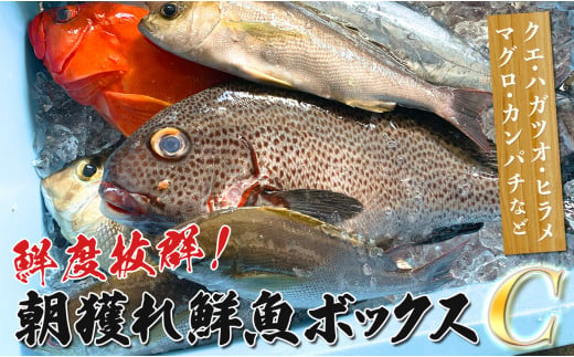 鮮度抜群！朝獲れ鮮魚ボックスC 1422427 - 高知県大月町