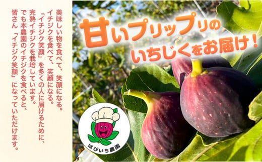 大阪府羽曳野市のふるさと納税 いちじく【2025年先行予約】料理人がこだわりぬいた 完熟いちじく1箱1kg ／ 無花果 イチジク 桝井ドーフィン はびいち農園《2025年8月上旬-10月中旬頃出荷》大阪府 羽曳野市 果物 フルーツ 送料無料 大阪府