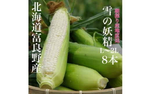 ＜2025年出荷＞朝採りホワイトコーン北海道富良野産ハウス栽培「雪の妖精」L～2L　8本入【1405986】