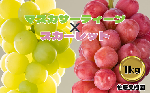 白ぶどう(マスカサーティーン)&赤ぶどう(スカーレット) 合計1kg以上(各1房)[佐藤果樹園] 2024年発送 ※9月下旬頃〜10月下旬頃まで順次発送予定