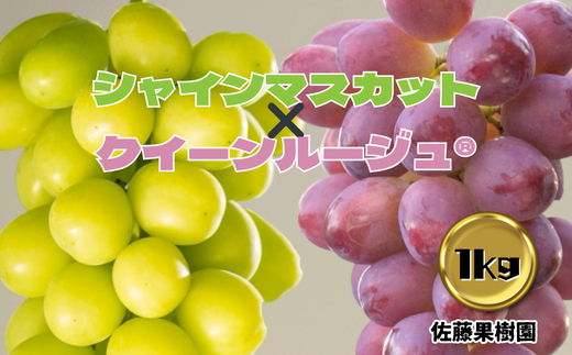 白ぶどう(シャインマスカット)&赤ぶどう(クイーンルージュ®) 合計1kg以上(各1房)[佐藤果樹園] 2024年発送 ※9月中旬頃〜10月下旬頃まで順次発送予定