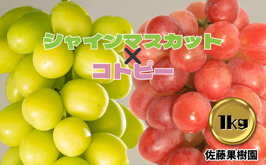 白ぶどう(シャインマスカット)&赤ぶどう(コトピー) 合計1kg以上(各1房)[佐藤果樹園] 2024年発送 ※9月下旬頃〜10月下旬頃まで順次発送予定