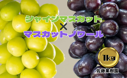 白ぶどう(シャインマスカット)&黒ぶどう(マスカットノワール)合計1kg以上(各1房)[佐藤果樹園] 2024年発送 ※9月下旬頃〜10月下旬頃まで順次発送予定