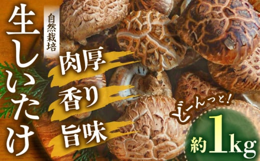 ひじかわの原木生椎茸 約1kg