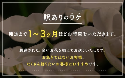 産直胡蝶蘭『カララ』４鉢セット　※写真はイメージです。