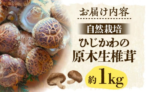 ひじかわの原木生椎茸 約1kg