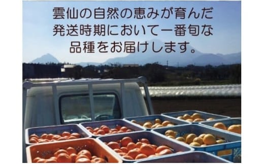 長崎県雲仙市のふるさと納税 【期間限定発送】 みかん 季節のみかんセット 12kg（4kg×3箱） [森崎果樹園 長崎県 雲仙市 item1341] みかん 果物 くだもの ミカン セット 12キロ 期間限定