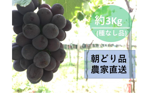 【農家直送（収穫日に発送）】種無し巨峰　◆約３ｋｇ（5～7房） 534000 - 愛知県豊田市