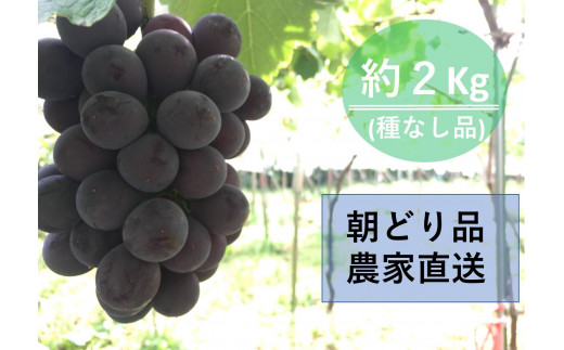 【農家直送（収穫日に発送）】種無し巨峰　約２ｋｇ（3～5房） 533999 - 愛知県豊田市