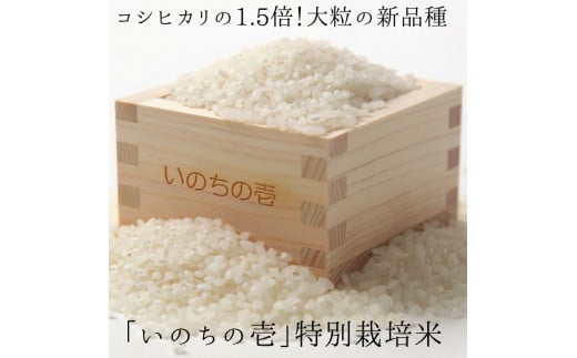 《先行予約》令和6年産 いのちの壱 3kg 特別栽培米 玄米対応可能 新米 白米 玄米 クオリティ飛騨  [Q2379x_24] syun212