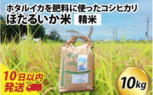 【訳あり】ほたるいか米（精米10kg）【通年発送】 【訳あり 米 コシヒカリ こしひかり ほたるいか ホタルイカ お米 ブランド米 富山 滑川】