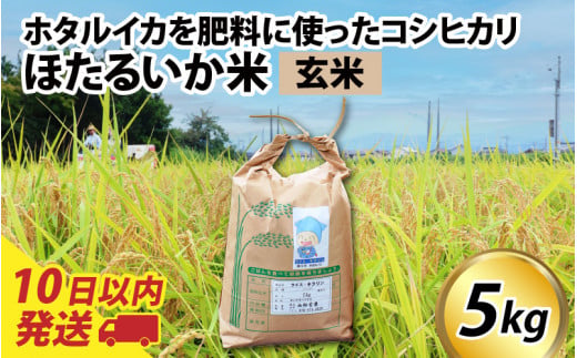 [訳あり]ほたるいか米(玄米5kg)[通年発送] [訳あり 米 コシヒカリ こしひかり ほたるいか ホタルイカ お米 ブランド米 富山 滑川]