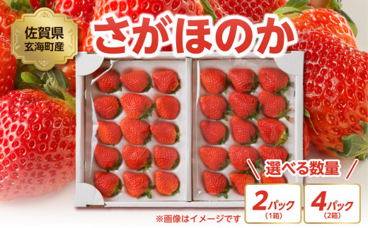 予約受付★[内容量が選べる]渡邉農園 佐賀県玄海町産「さがほのか」2025年1月〜4月までに順次配送 / 送料無料 さがほのか 苺 いちご イチゴ 希少 果物 くだもの フルーツ デザート 旬 1月配送 順次配送 予約受付