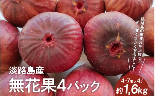 淡路島産 無花果4パック(約1.6kg) いちじくイチジク / フルーツ 果物 果実