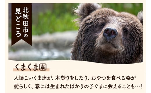 先行予約＞りんご ふじ（ご贈答用）約5kg (12～16玉入) 伊東さんの「伏影りんご」 令和6年産 秋田県産 個数限定 リンゴ マタギのりんご -  秋田県北秋田市｜ふるさとチョイス - ふるさと納税サイト