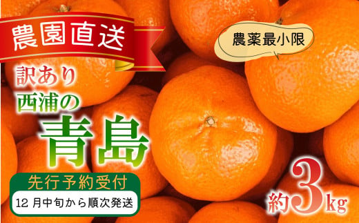 訳あり みかん 青島 3kg 西浦 蜜柑 柑橘 オレンジ 木負観光みかん園 ( 数量限定 みかん 果物 みかん フルーツ みかん 柑橘 みかん 国産 )