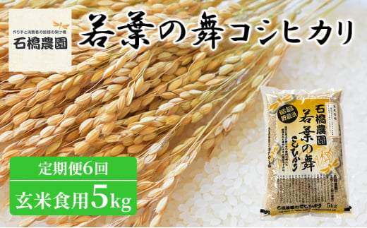 米 若葉の舞 コシヒカリ 玄米食用5Kg 定期便6回 こしひかり お米 玄米 定期便 千葉 千葉県 低温保存 [№5346-0800] 1430318 - 千葉県千葉市