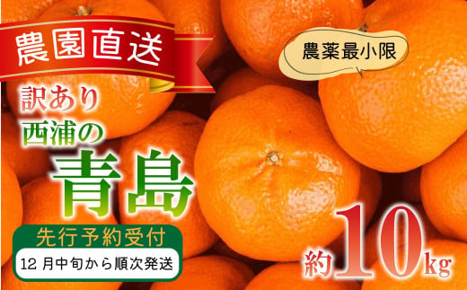 訳あり みかん 青島 10kg 西浦 蜜柑 柑橘 オレンジ 木負観光みかん園  ( 数量限定 みかん 果物 みかん フルーツ みかん 柑橘 みかん 国産 )  1446405 - 静岡県沼津市