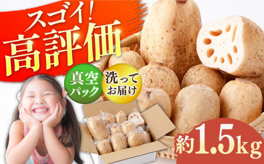 【先行予約】【真空パック】リピーター続々！ 洗いれんこん 約1.5kg【和泉農園】 [ICE002] 1105421 - 佐賀県白石町