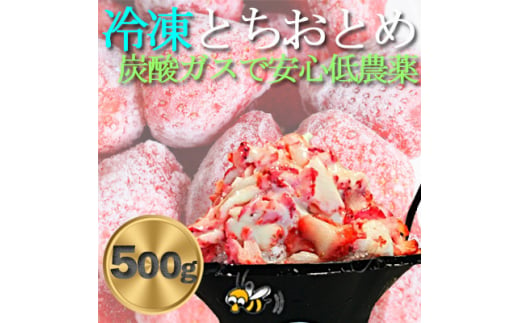 農家直送だから苺本来の美味しさ!BELL FARMの冷凍 いちご500g 収穫当日冷凍の苺【1506089】