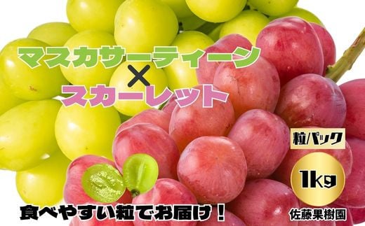 [粒でお届け!]白ぶどう(マスカサーティーン)&赤ぶどう(スカーレット)合計1kg以上(約500×2パック)[佐藤果樹園] 2024年発送 ※9月下旬頃〜10月下旬頃まで順次発送予定