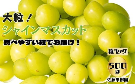 シャインマスカット 粒 約500g×1パック [佐藤果樹園] 2024年発送 ※9月上旬頃〜10月下旬頃まで順次発送予定