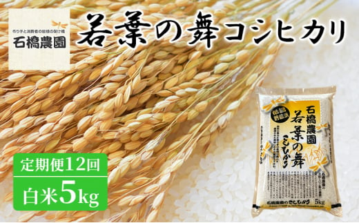 米 若葉の舞 コシヒカリ 白米5Kg 定期便12回 こしひかり お米 白米 定期便 精米 千葉 千葉県 低温保存 [№5346-0817] 1430335 - 千葉県千葉市