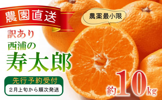 訳あり みかん 寿太郎 10kg 西浦 蜜柑 柑橘 オレンジ 木負観光みかん園 1448891 - 静岡県沼津市