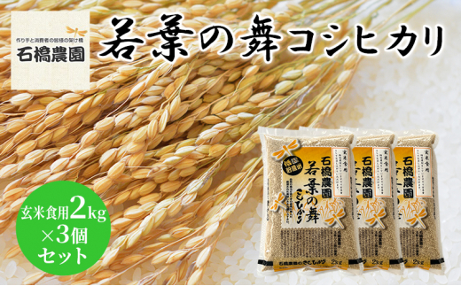 米 若葉の舞 コシヒカリ 玄米食用2Kg×3個セット こしひかり セット お米 玄米 千葉 千葉県 低温保存 [№5346-0837] 1430355 - 千葉県千葉市