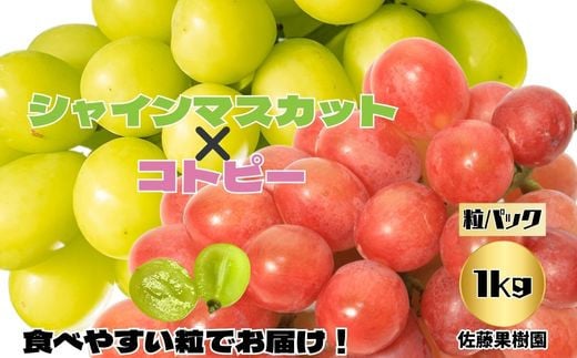 [粒でお届け!]白ぶどう(シャインマスカット)&赤ぶどう(コトピー)合計1kg以上(約500g×2パック)[佐藤果樹園] 2024年発送 ※9月下旬頃〜10月下旬頃まで順次発送予定