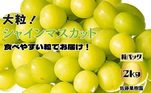 [No.5657-4034]シャインマスカット 粒 約500g×4パック《佐藤果樹園》■2024年発送■※9月上旬頃～10月下旬頃まで順次発送予定 1431348 - 長野県須坂市