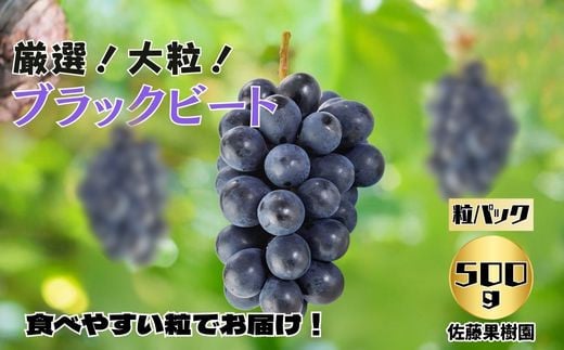 ブラックビート 粒 約500g×1パック [佐藤果樹園] 2024年発送 ※9月上旬頃〜10月下旬頃まで順次発送予定