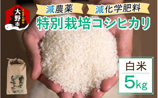 【先行予約】【令和6年産 新米】減農薬・減化学肥料の特別栽培コシヒカリ 白米 5kg 農家直送 福井県大野市産 1430804 - 福井県大野市